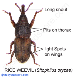 Rice weevil, sitophilus oryzae,sitophillus